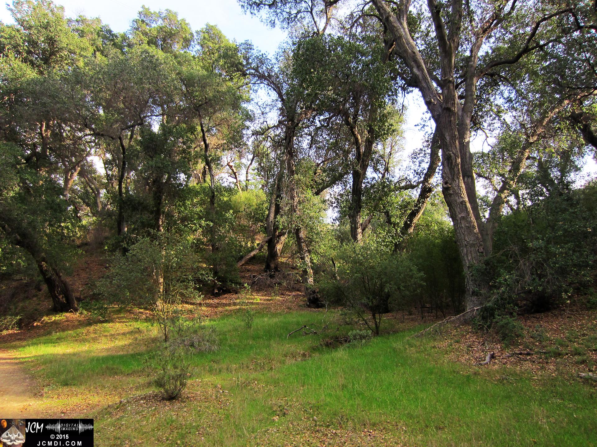 Whitney Canyon Forest